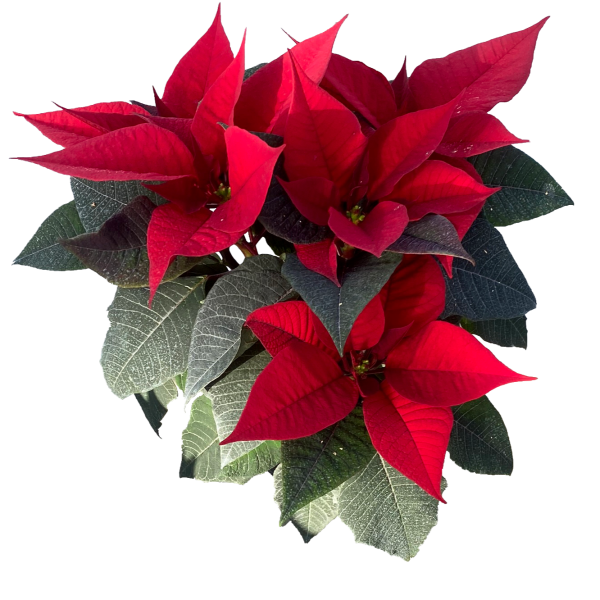 Poinsettia Glamour Red