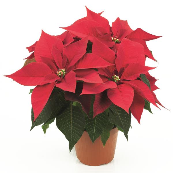 Poinsettia Gloria Red