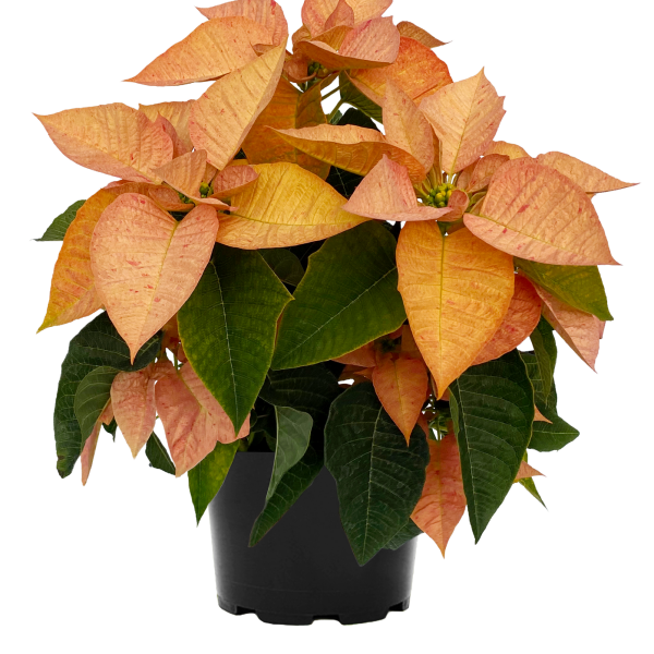 Poinsettia Harvest Gold