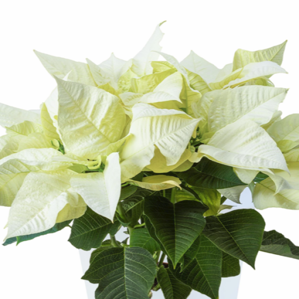 Poinsettia Jack Frost