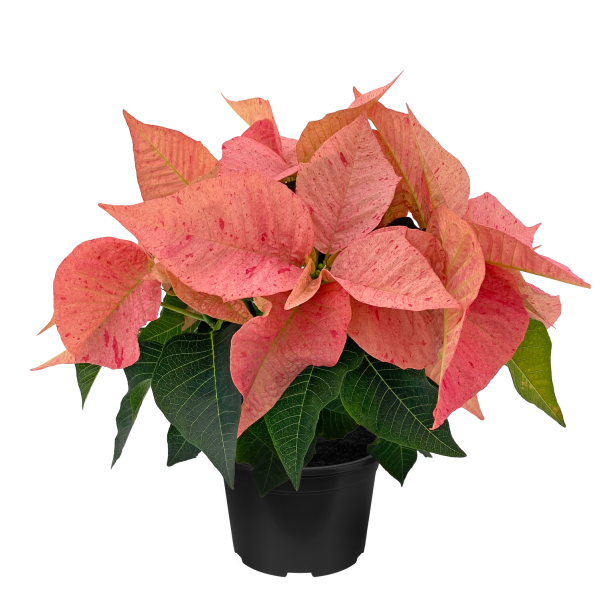 Poinsettia Nova Cinnamon
