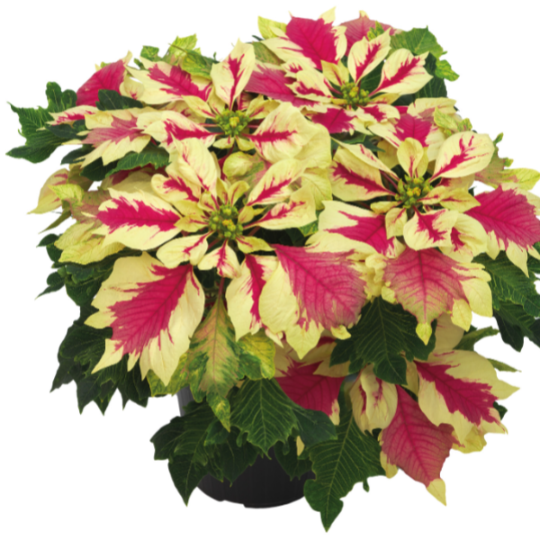 Poinsettia Papagena