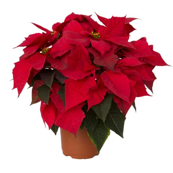 Poinsettia Pepita