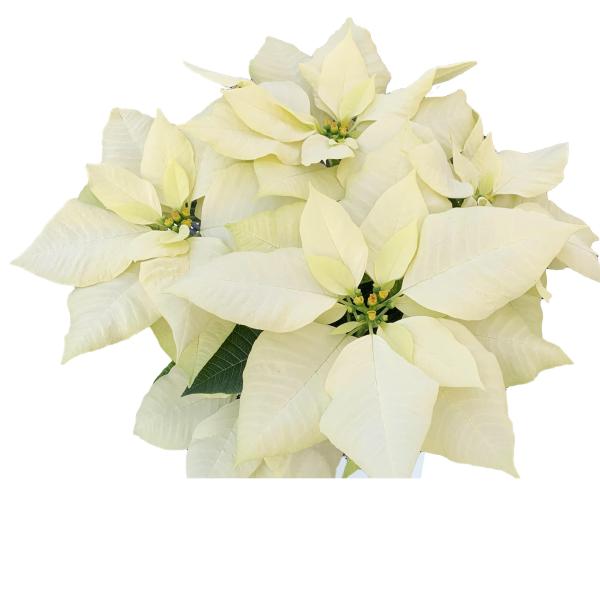 Poinsettia Pure White