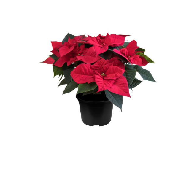 Poinsettia Qismas Bond