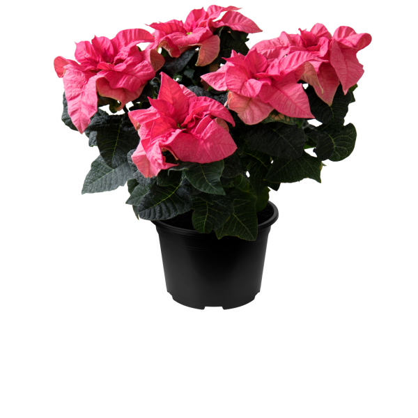 Poinsettia Qismas Crunch Pink