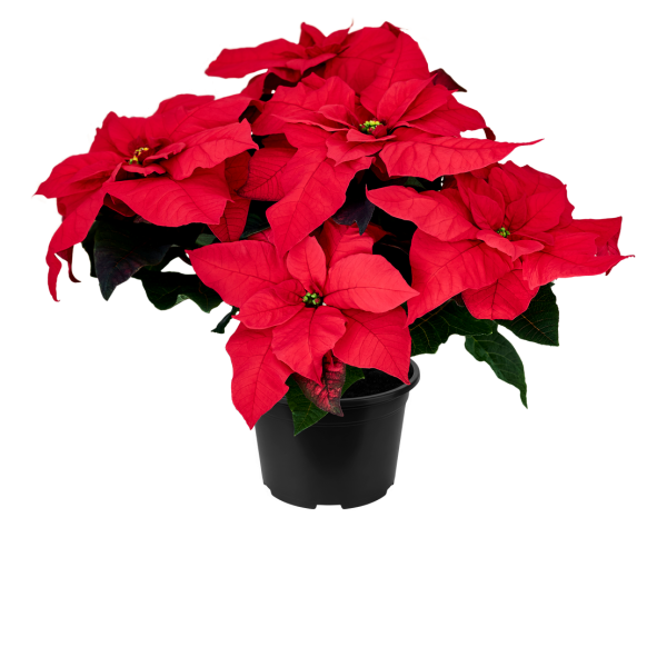 Poinsettia Qismas Crunch Red