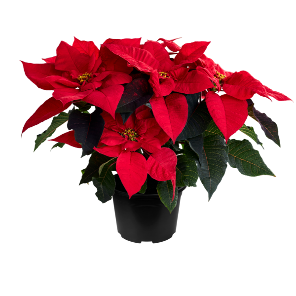 Poinsettia Qismas Light