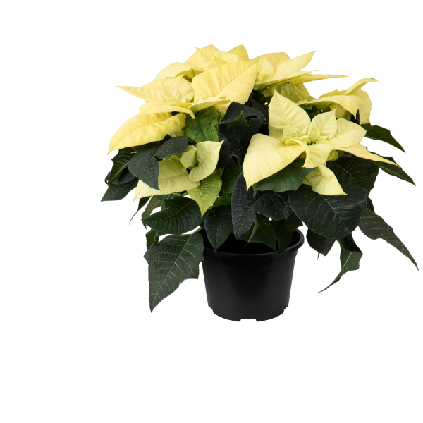 Poinsettia Qismas Mojito