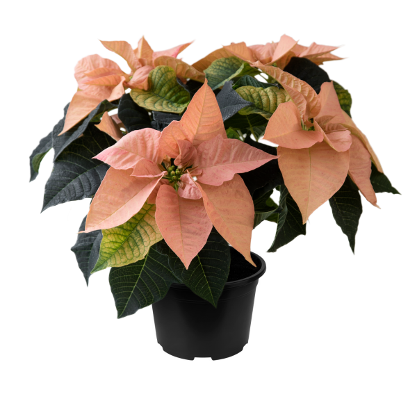 Poinsettia Qismas Oak