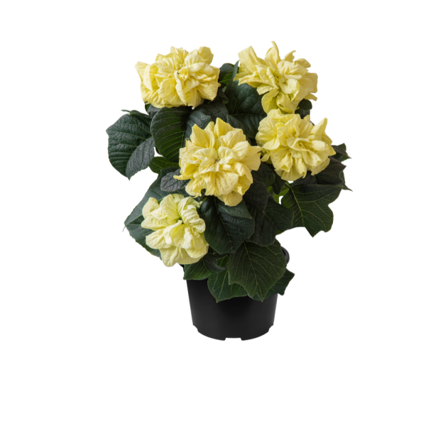 Poinsettia Qismas Snowball