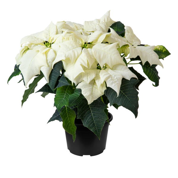 Poinsettia Qismas White