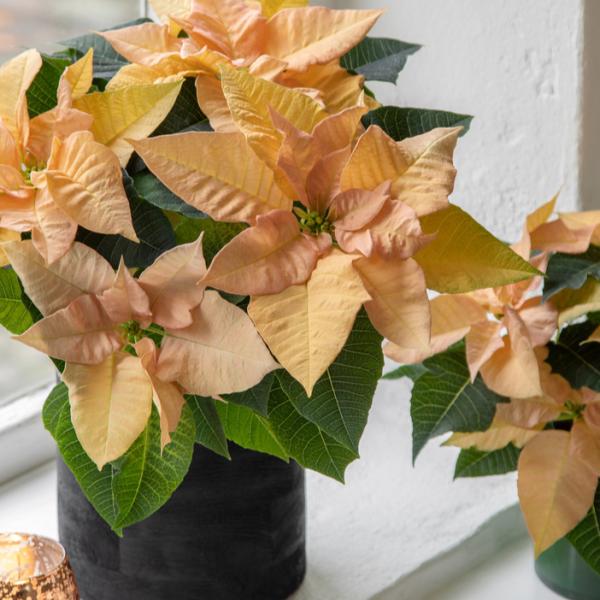 Poinsettia Qismas Yellow
