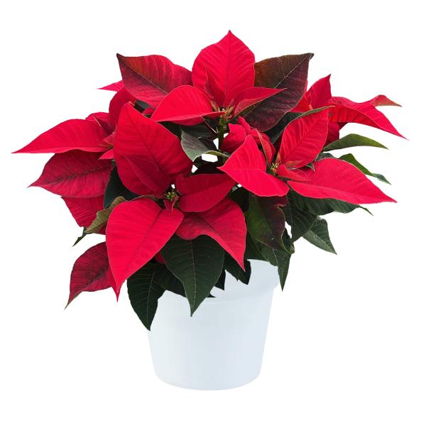 Poinsettia Ranch Red