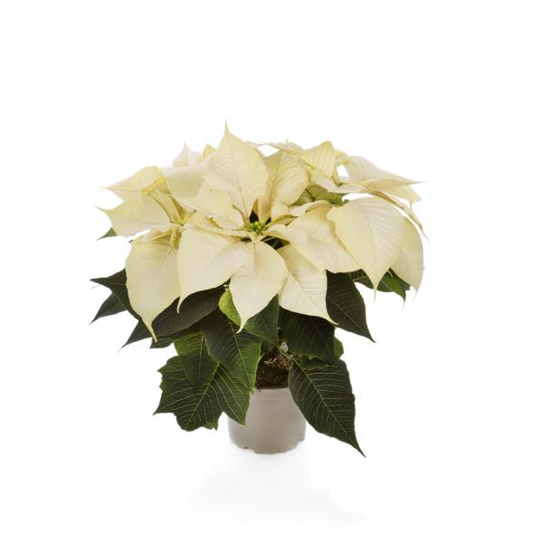 Poinsettia Robyn White