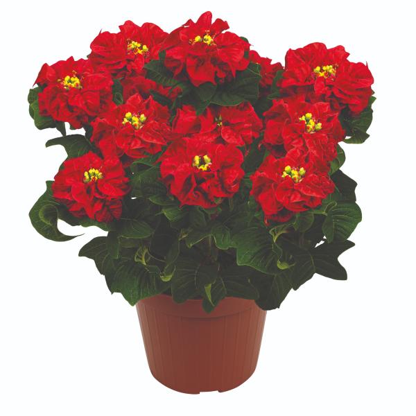 Poinsettia Roccostar Red