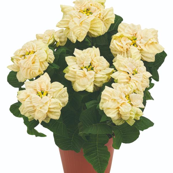 Poinsettia Roccostar White
