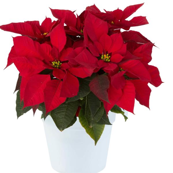 Poinsettia Rojo