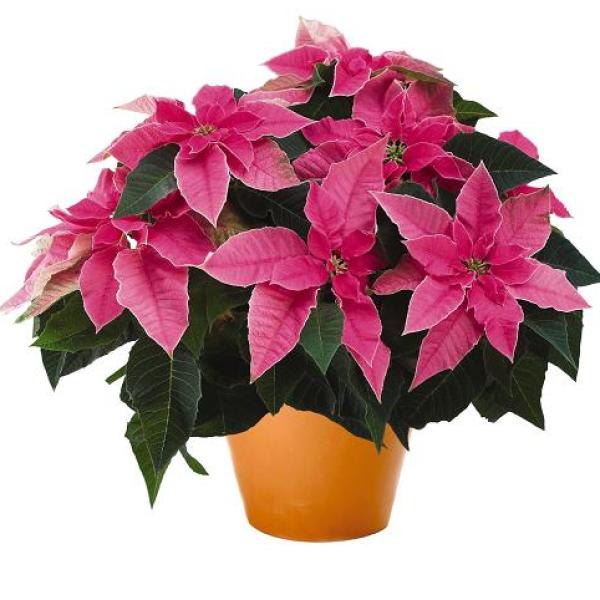 Poinsettia Serena Pink