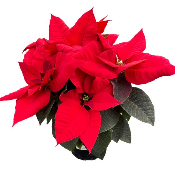 Poinsettia Stiletto Red