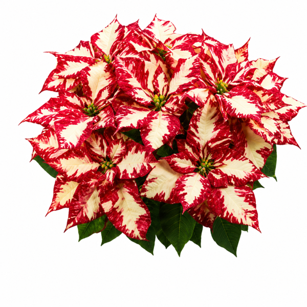 Poinsettia Superba Galaxy