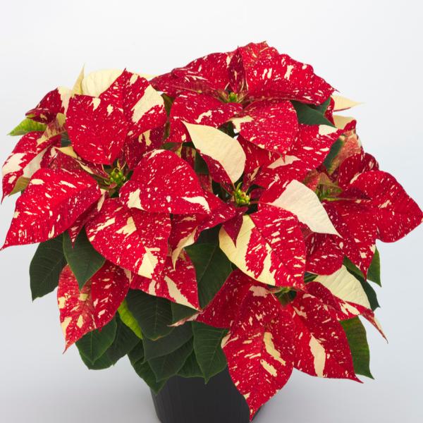 Poinsettia Superba Poker Orange AND White