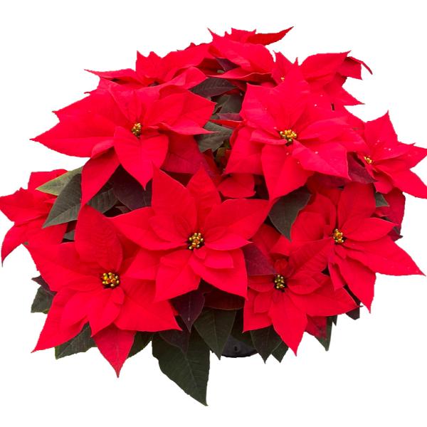 Poinsettia Timeless Red