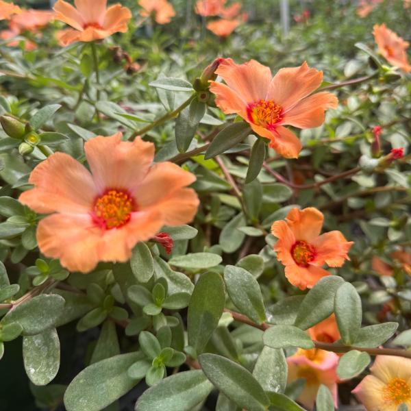 Portulaca Jumbo Apricot