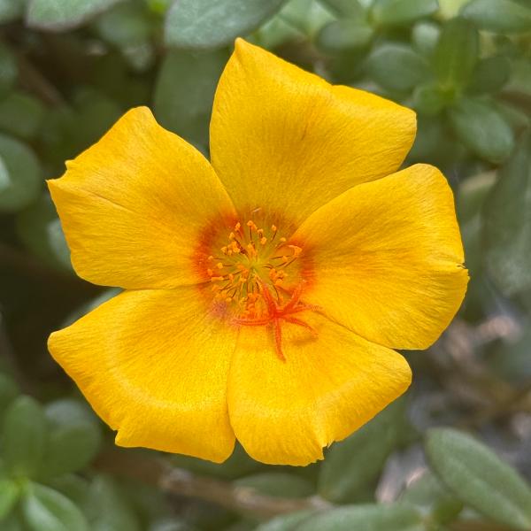 Portulaca Jumbo Gold