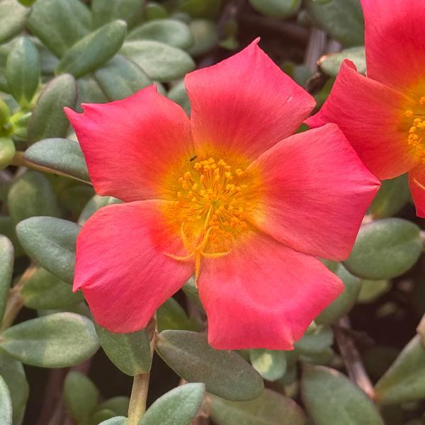 Portulaca Jumbo Orange