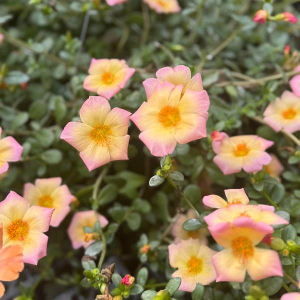 Portulaca Jumbo Peachy Cream