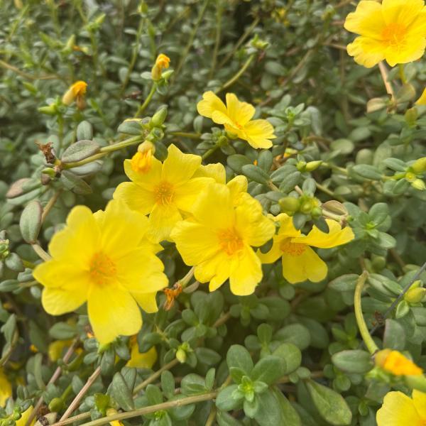 Portulaca Jumbo Yellow