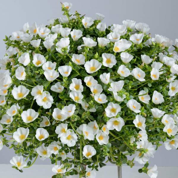 PORTULACA PAZZAZ WHITE