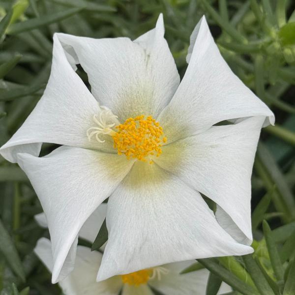 Purslane Samba White