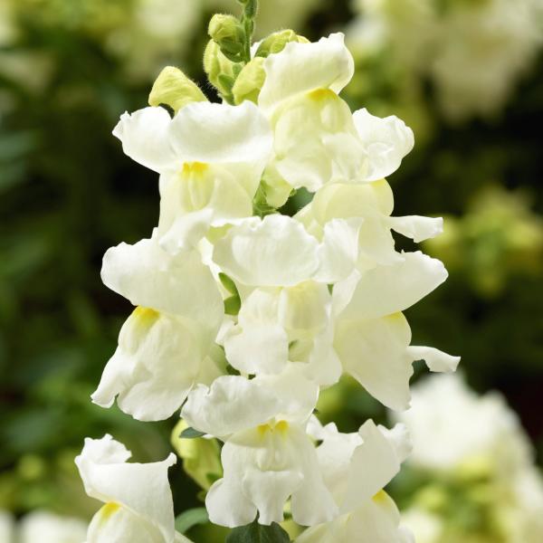 Image Of SNAPDRAGON Snaptini White