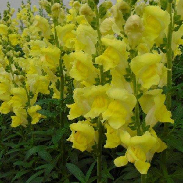 Image Of SNAPDRAGON ROCKET GOLD
