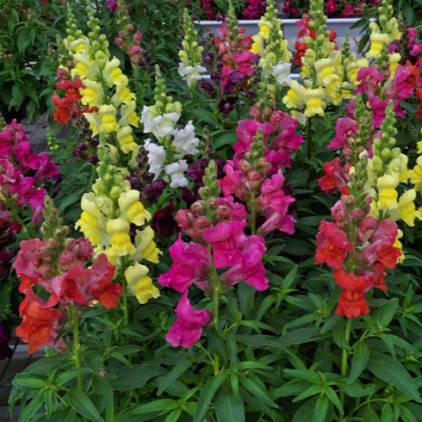 Image Of SNAPDRAGON CANDY TOP MIX