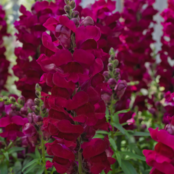 Image Of SNAPDRAGON SONNET BURGUNDY