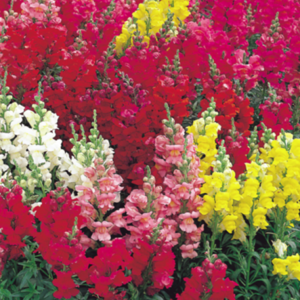 Image Of SNAPDRAGON SONNET MIX