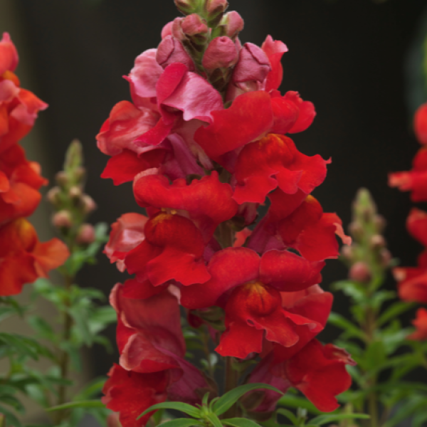 Image Of SNAPDRAGON SONNET ORANGE SCARLET