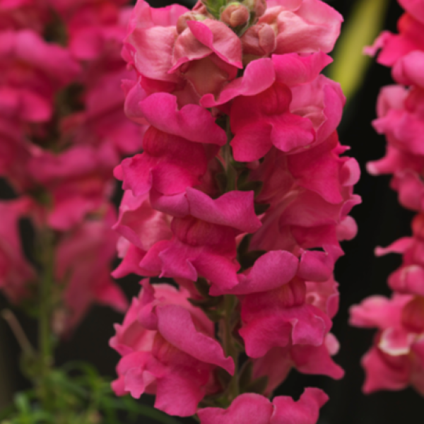 Image Of SNAPDRAGON SONNET ROSE