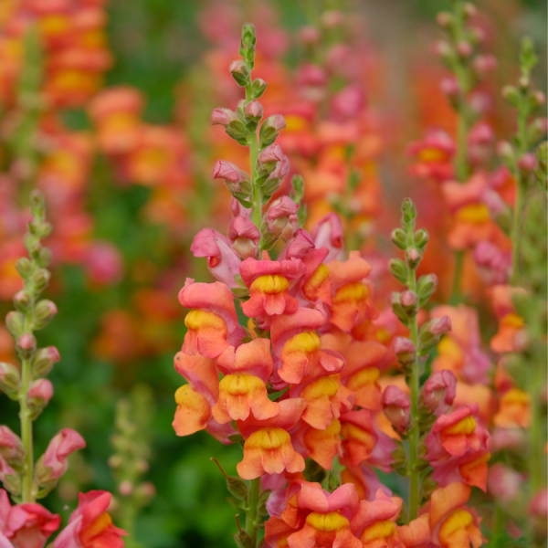 Image Of SNAPDRAGON SPEEDY SONNET BRONZE