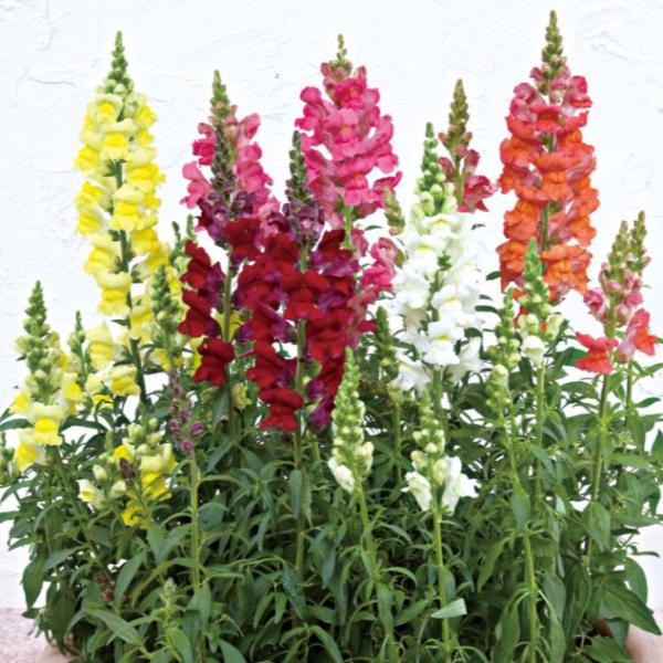 Image Of SNAPDRAGON SPEEDY SONNET MIX