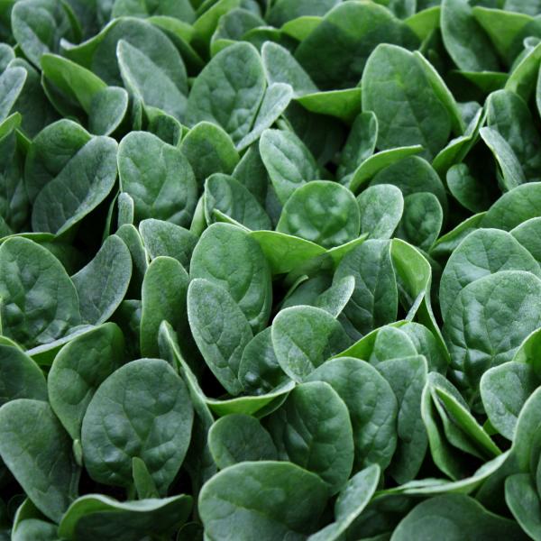 SPINACH OCEANSIDE