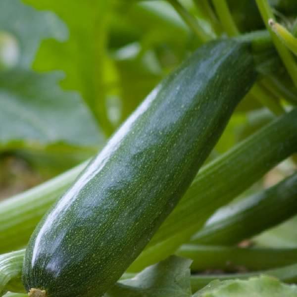Squash