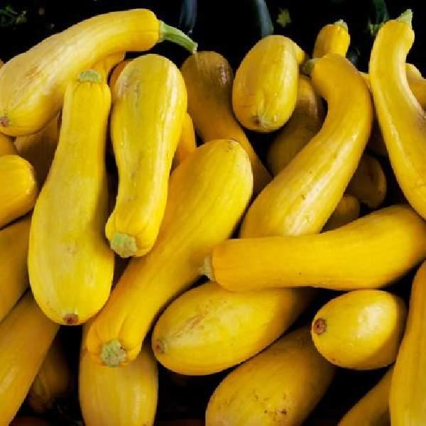 SQUASH EARLY SUMMER CROOKNECK