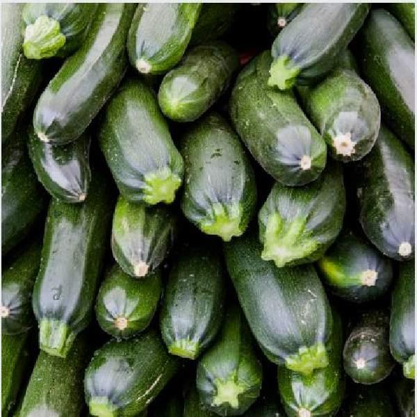 SQUASH ZUCHINI SPINELESS BEAUTY