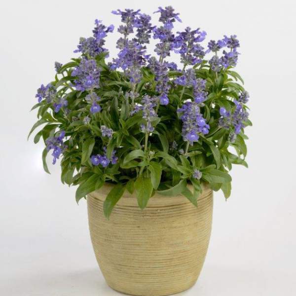 Herb Salvia Sallyfun Bicolor Blue