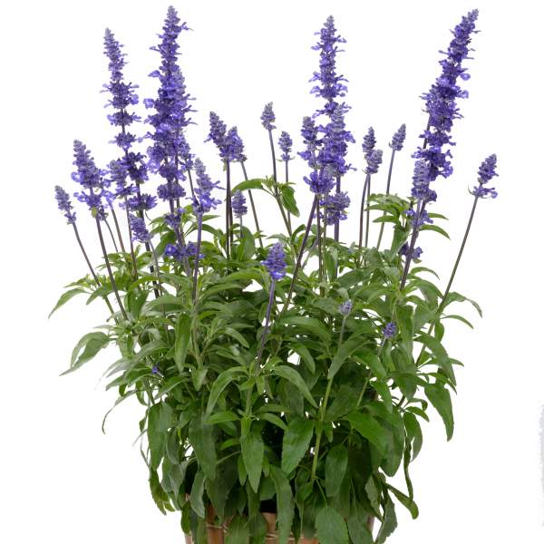 Herb Salvia Sallyfun Blue Emotion