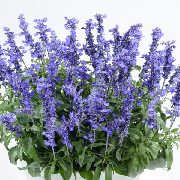 Herb Salvia Sallyfun Deep Ocean
